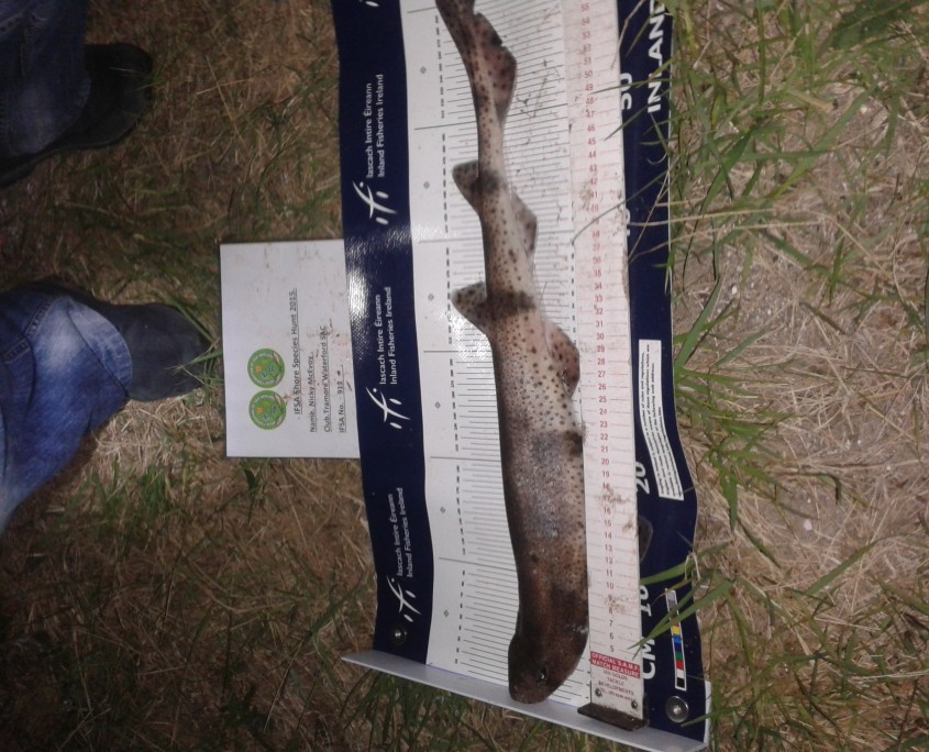 nicky mcevoy- dogfish 62cm.