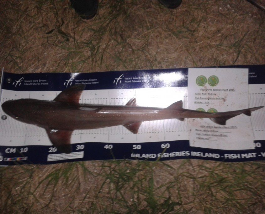 nicky mcevoy- smooth hound 92cm.
