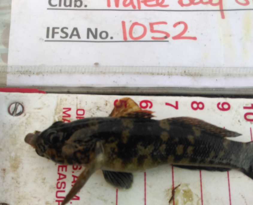 nikki foley- rock goby 9cm.