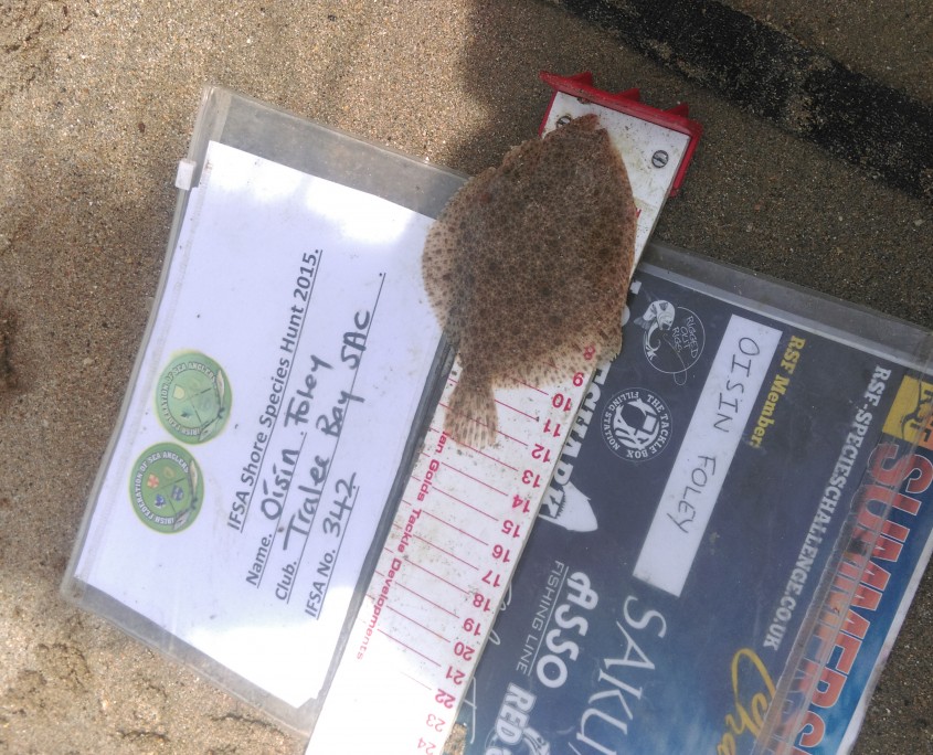 oisin foley- turbot 13cm.