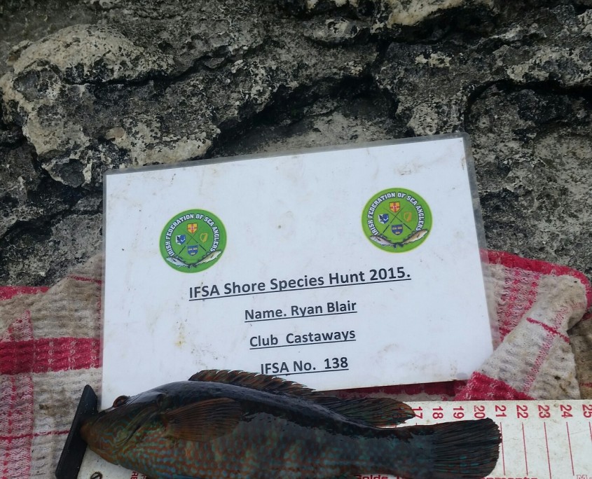 ryan blair- corkwing wrasse 21cm.