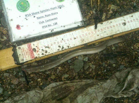 ryan blair- river eel 32cm.