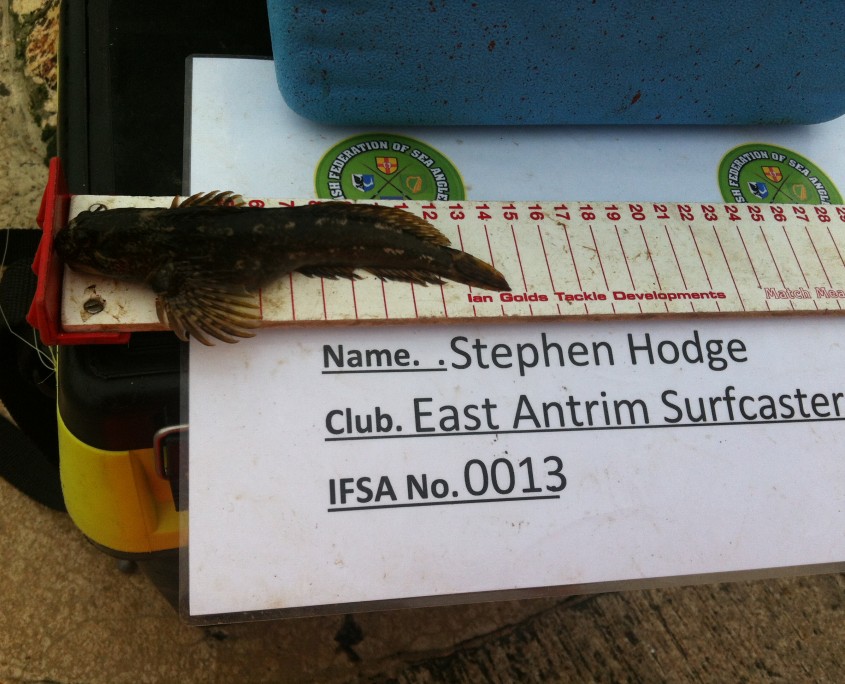stephen hodge- common blenny 14cm.