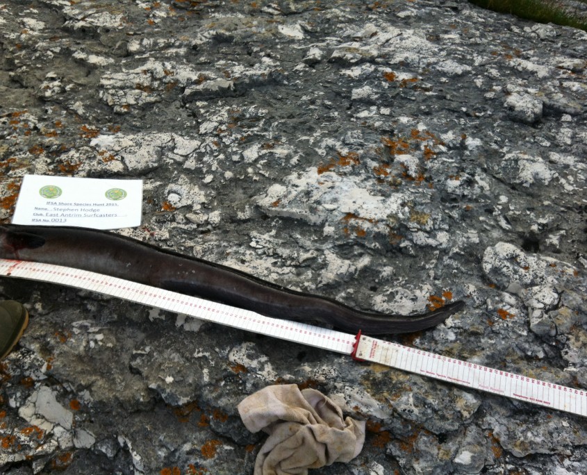 stephen hodge- conger 127cm