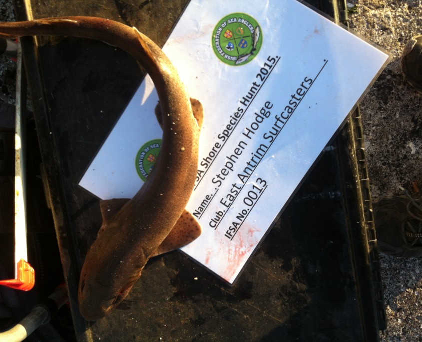 stephen hodge- dogfish 60cm.