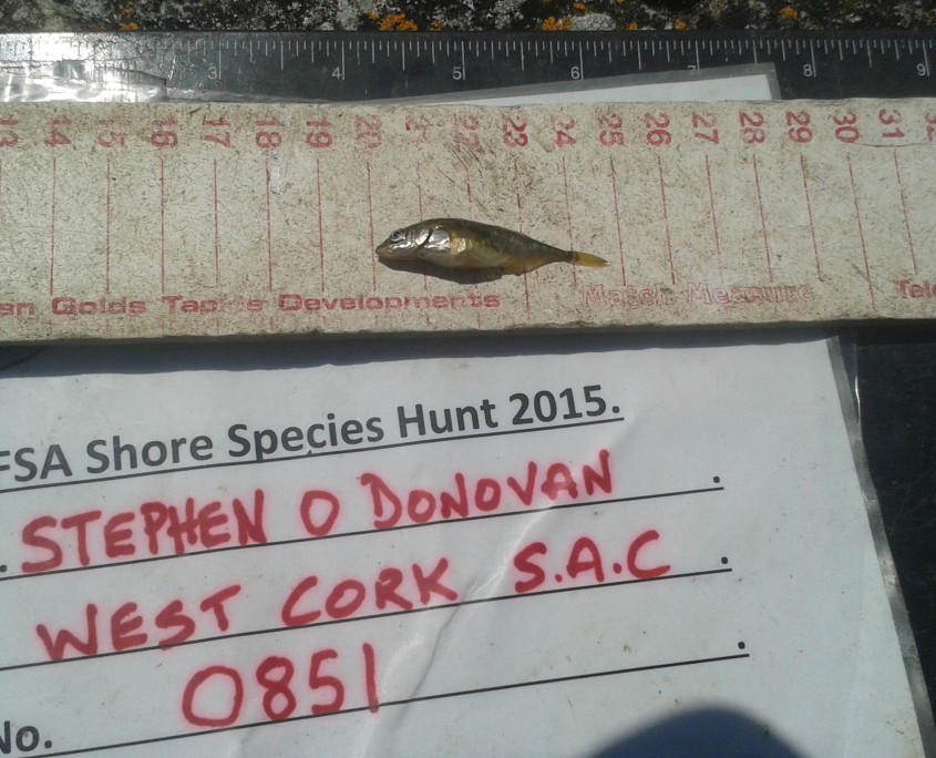 stephen o donovan- 3 spined stickle back 4cm.