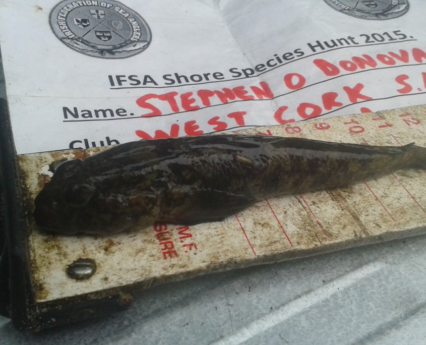 stephen o donovan- black goby 11cm.