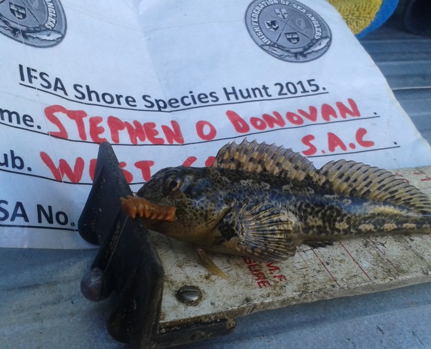 stephen o donovan- common blenny 10cm.
