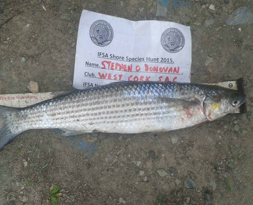 stephen o donovan- golden grey mullet 42cm.