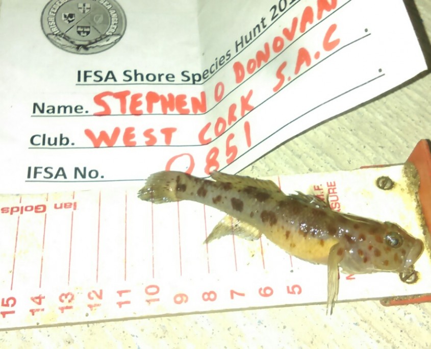 stephen o donovan- leporad spotted goby 10cm.