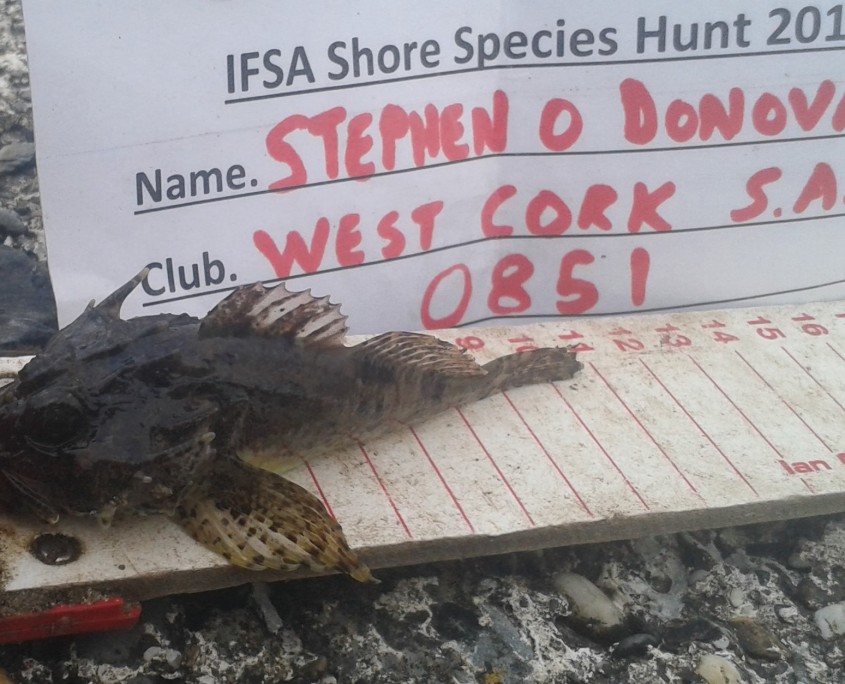 stephen o donovan- long spined sea scorpion 11cm.
