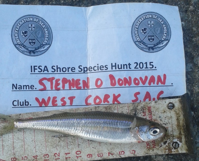 stephen o donovan- sand smelt 16cm.