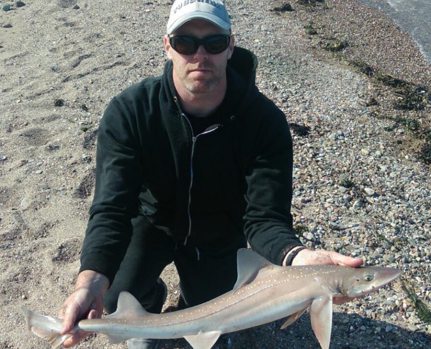 stephen o donovan- smoothhound june.