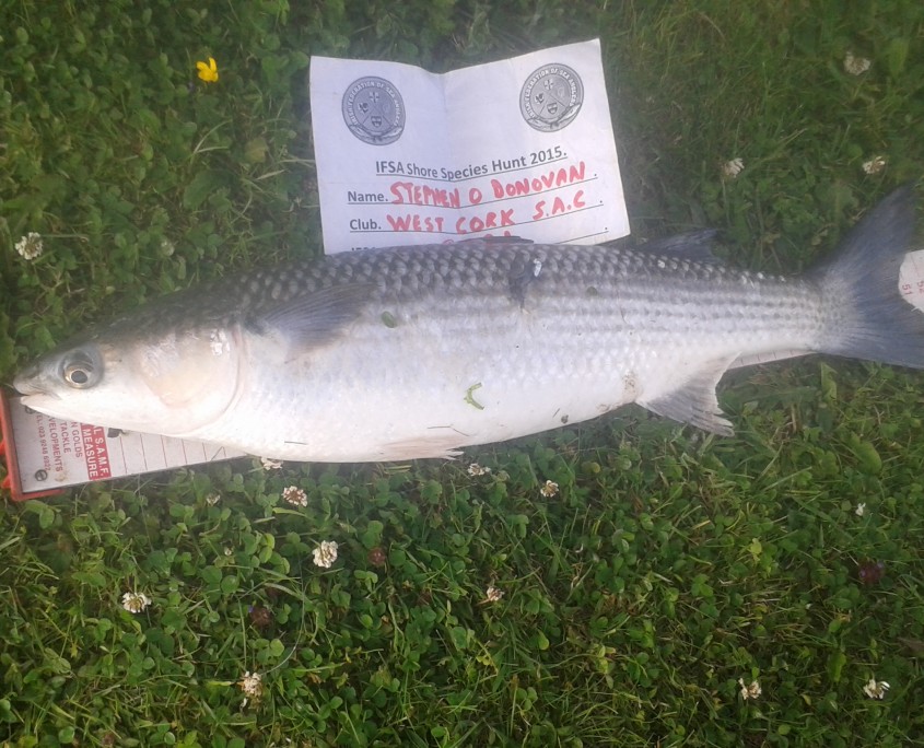 stephen o donovan- thin lip mullet 55cm.