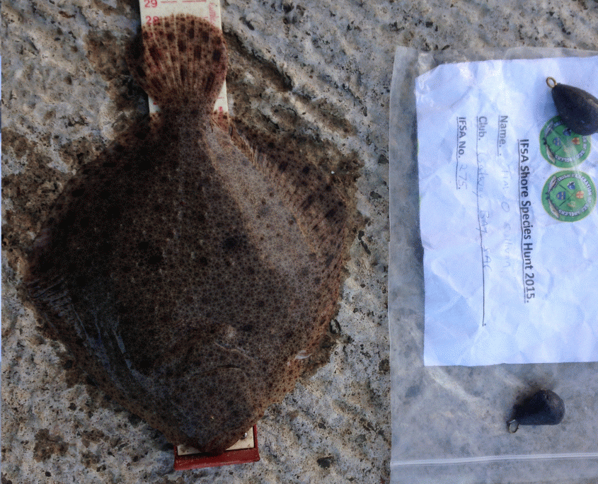 tim 0 sullivan- Turbot 28 cm.