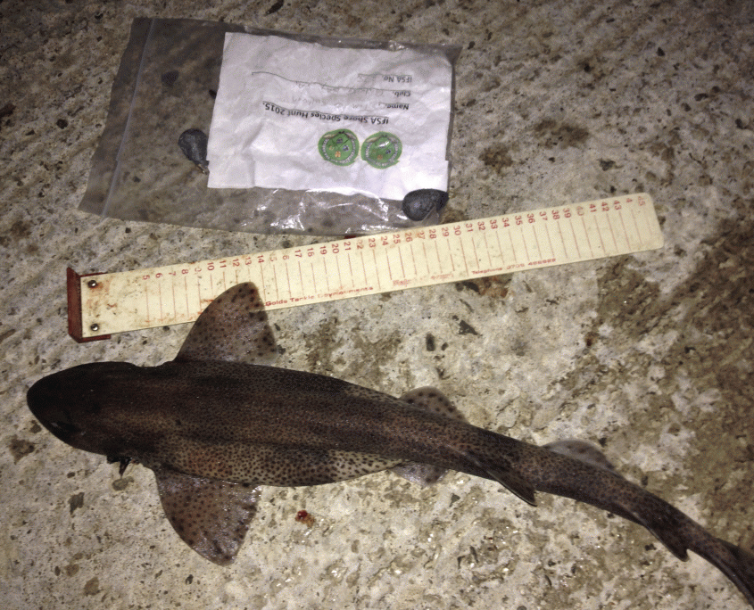 tim o sullivan- Dogfish 65 cm.