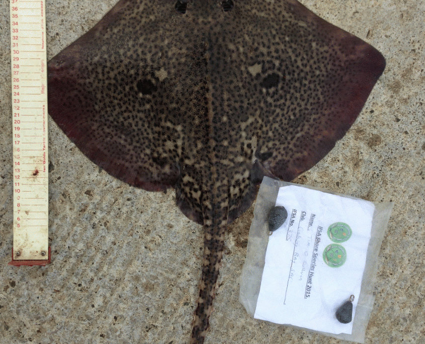 tim o sullivan- Thornback 70cm.