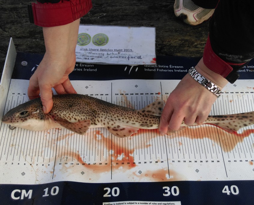 tracey whelan- dogfish 52cm.