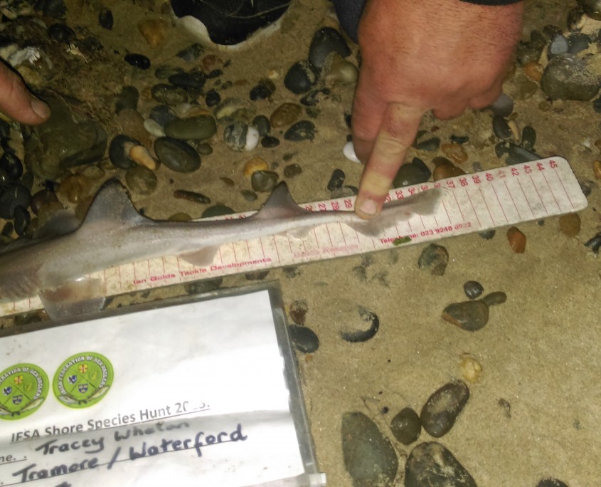 tracey whelan- smooth hound 36cm