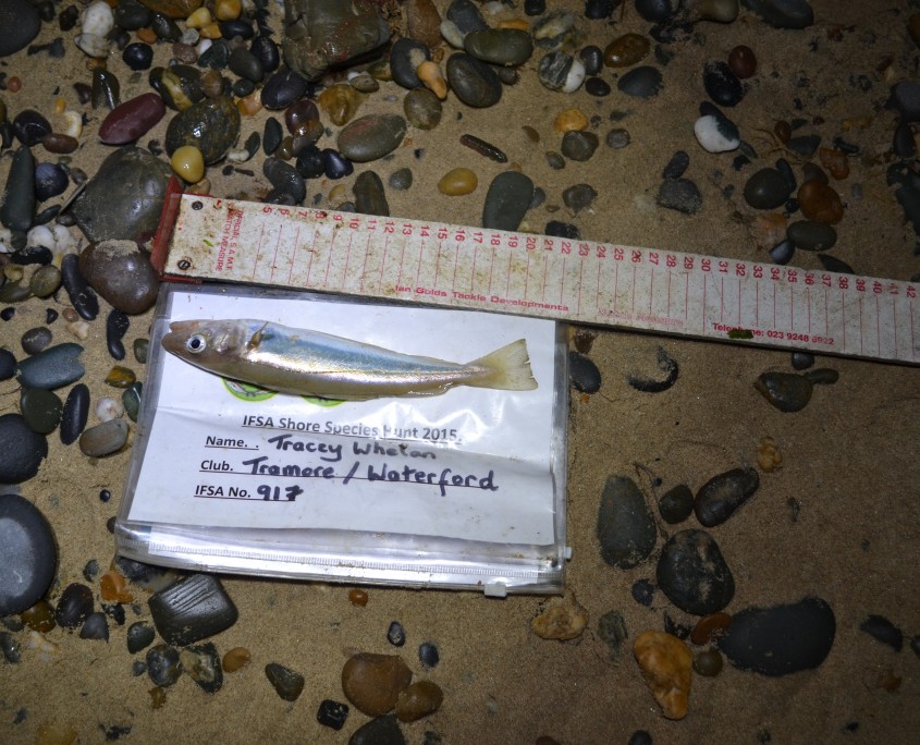 tracey whelan- whiting 21cm.