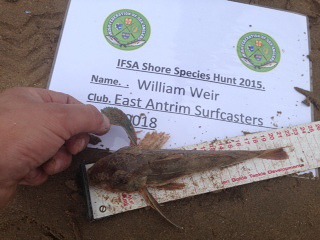 willie weir- tub gurnard 21cm.